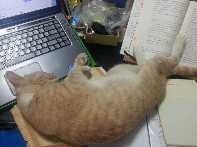 노트북 앞에서 잠든 고양이 아몬