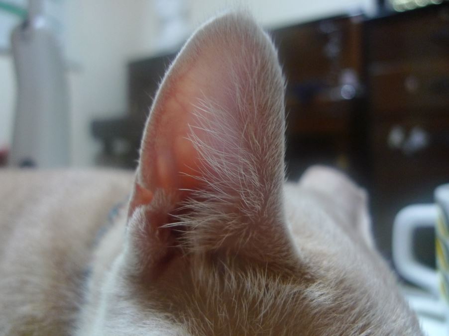 고양이 귀