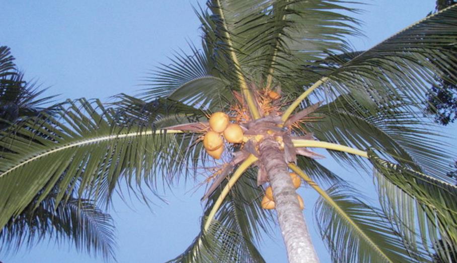 코코넛나무4