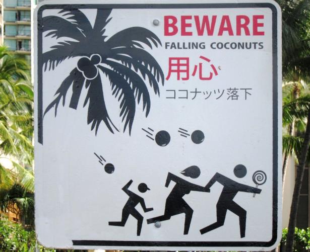 코코넛나무6