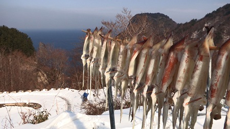 한국인의 밥상 울릉도 오징어