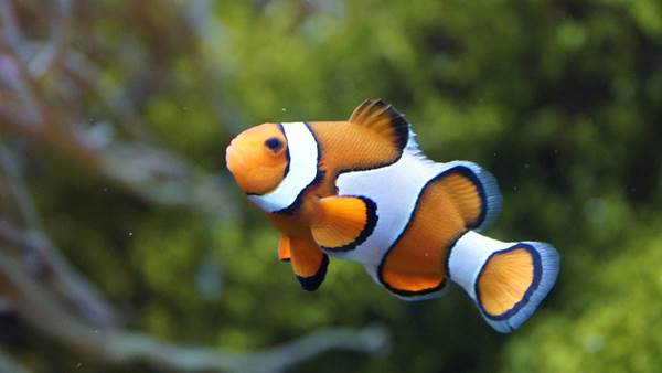 clownfish-426567_1280