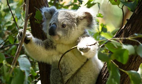 koala-74908_1280