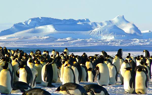 emperor-penguins-429127_1280