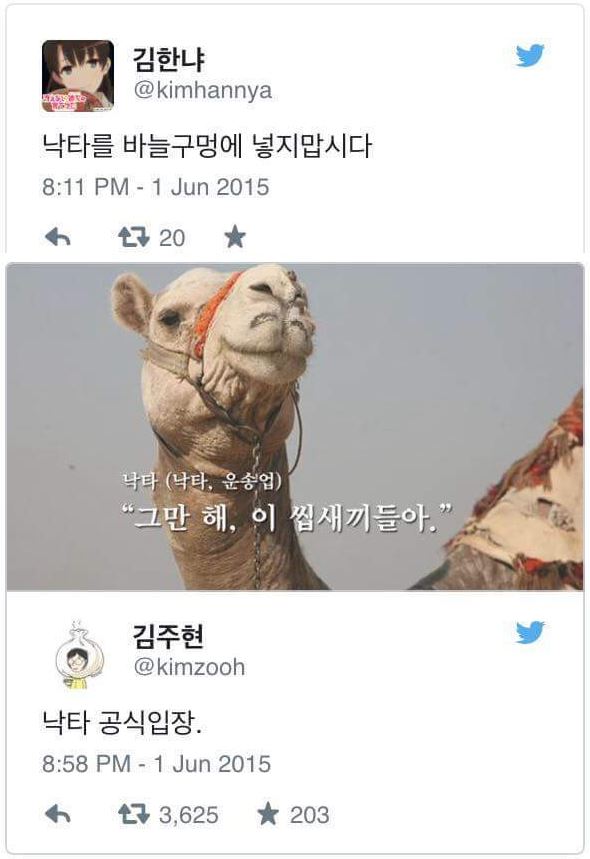 메르스 낙타8