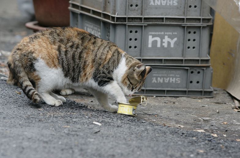 길고양이