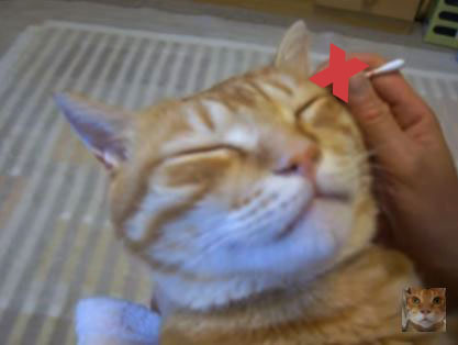 고양이 귀파기 1 X 복사