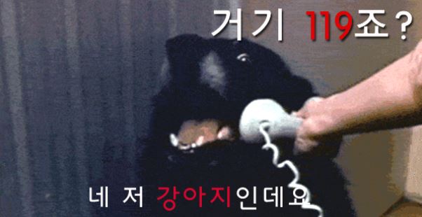 개 119