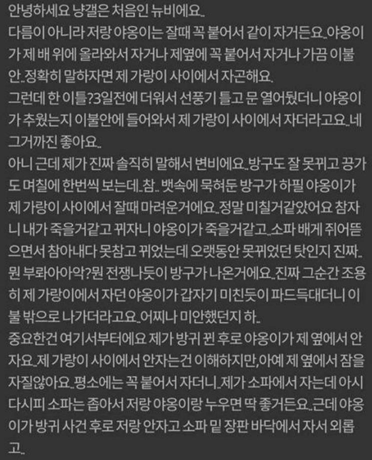 고양이방귀4