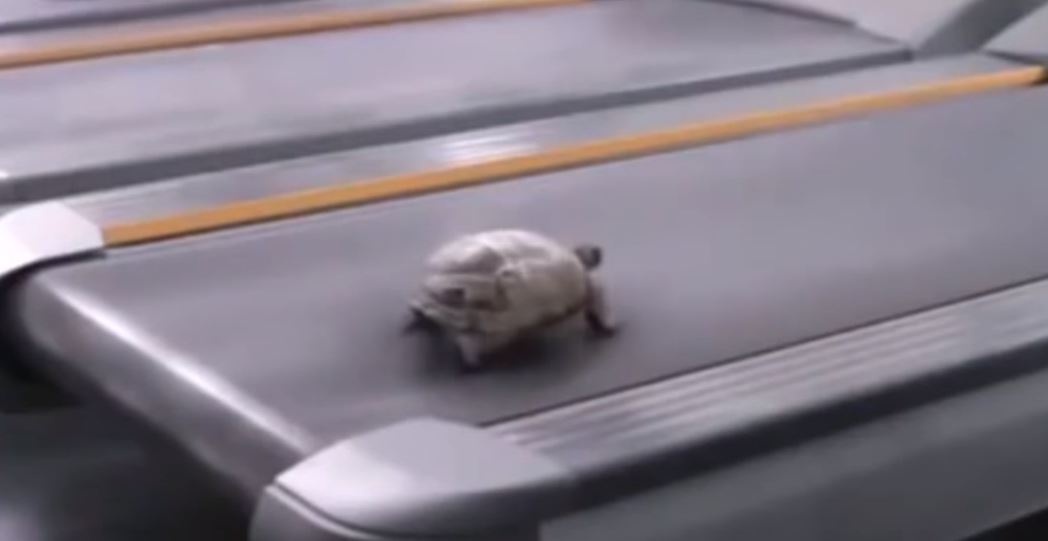 거북이 달리기