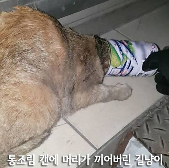 고양이잼