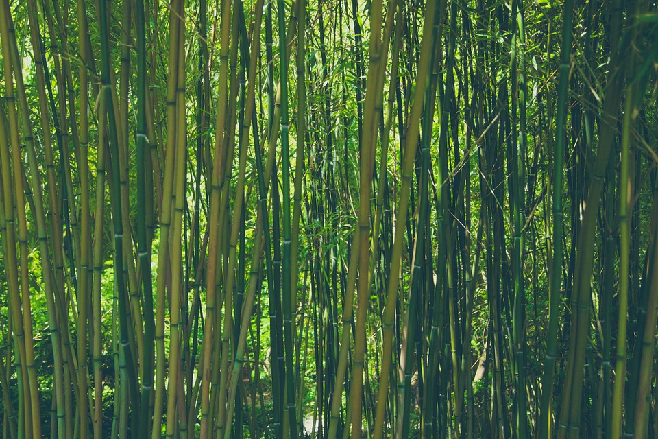bamboo-828703_960_720