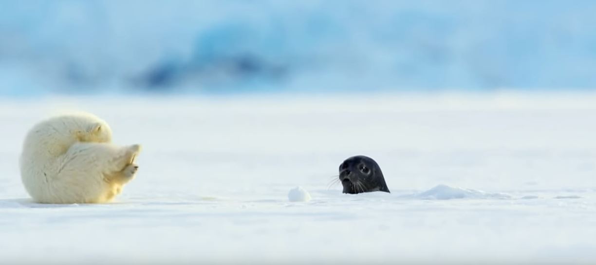 북극곰6