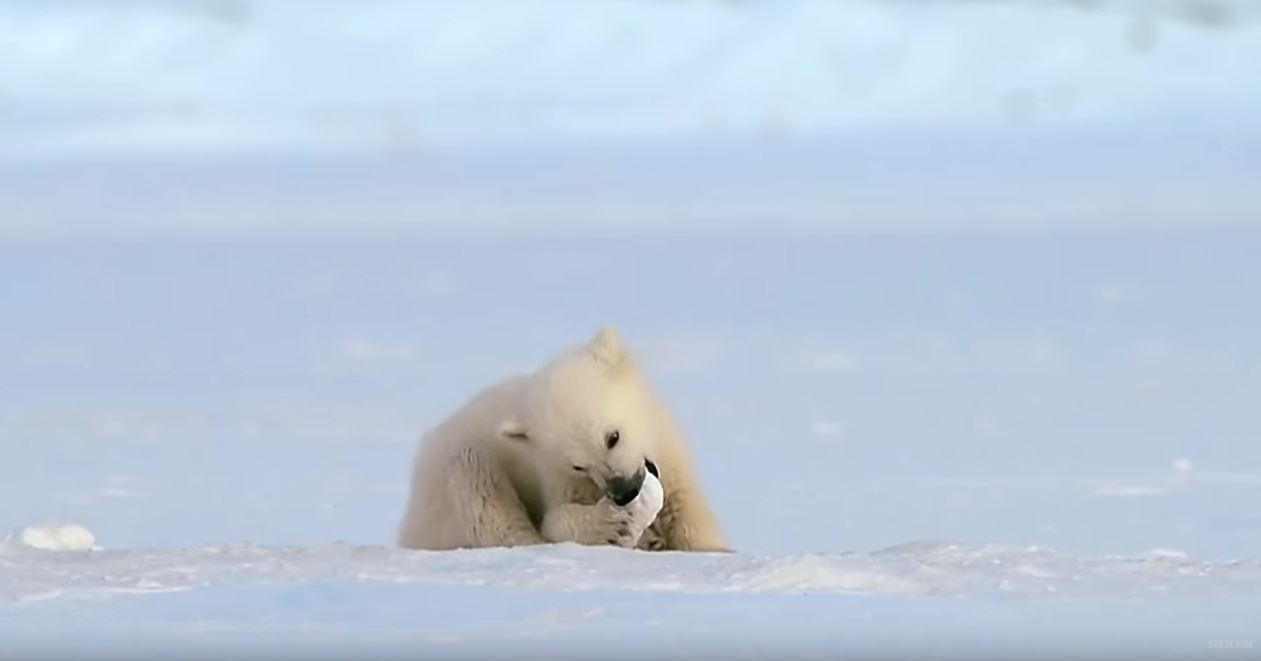 북극곰3