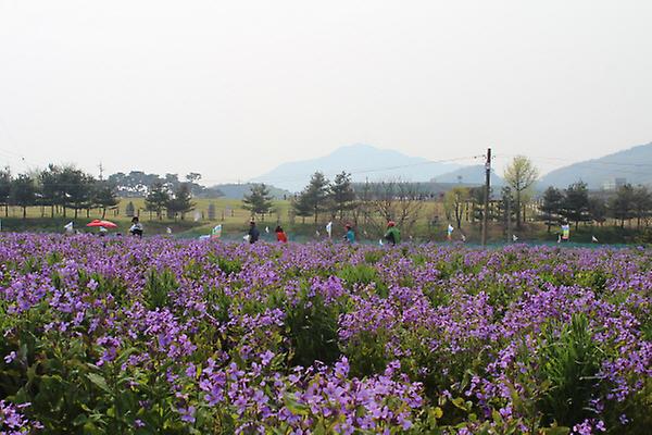 청유채