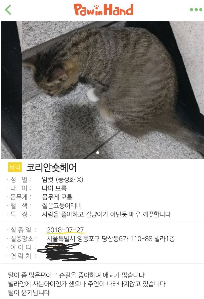 김용국 고양이 1