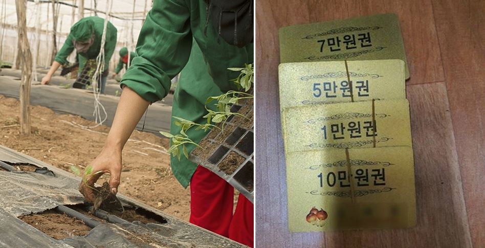 농사 노동 종이돈 1