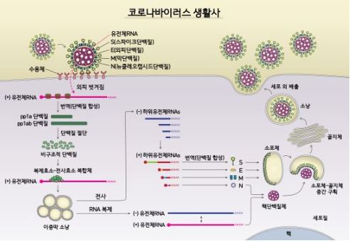 코로나 연구 2