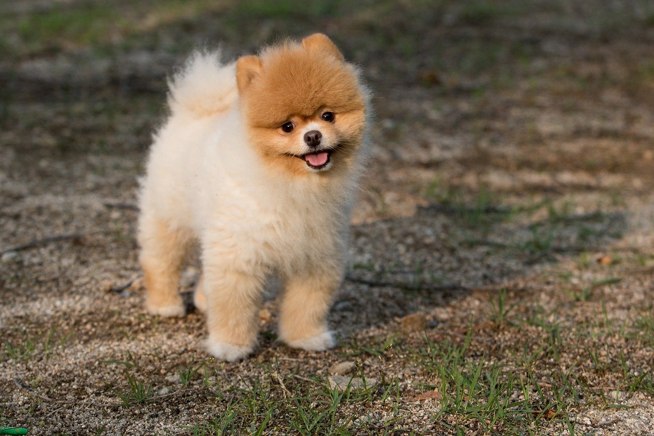 dog-3407906_1280