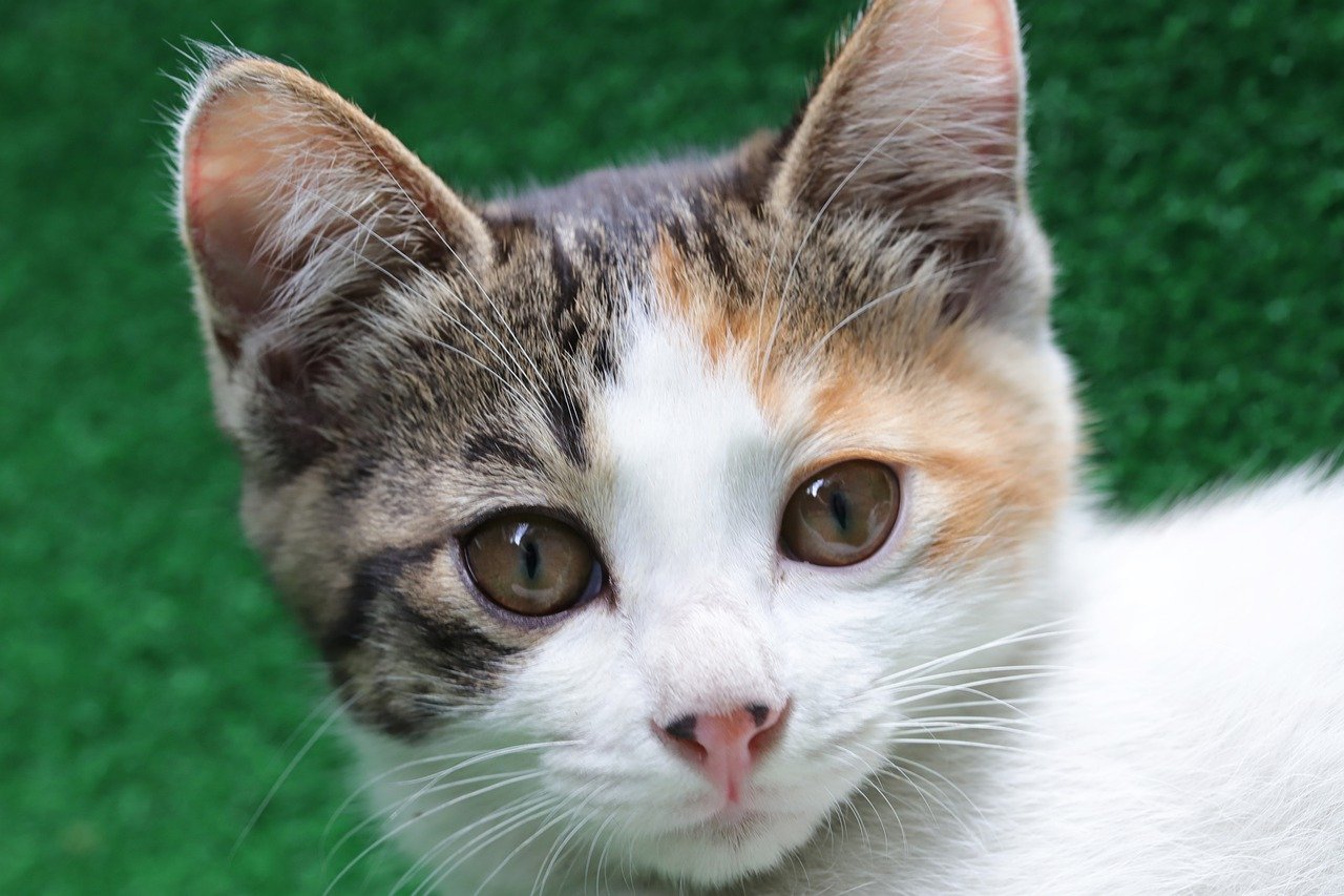 cat-5366396_1280