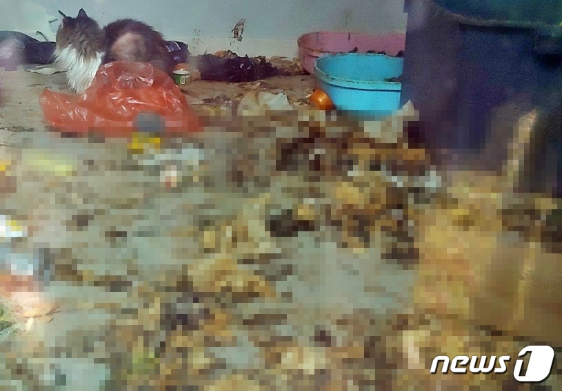 X밭에방치하고도…고양이포기않는주인때문에이웃들발동동 (1)