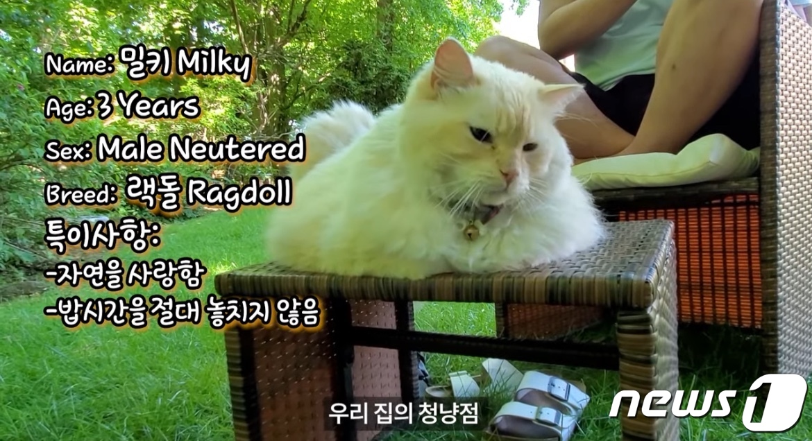 유튜버미국수의사품종묘집사욕하더니…누리꾼고소당한이유