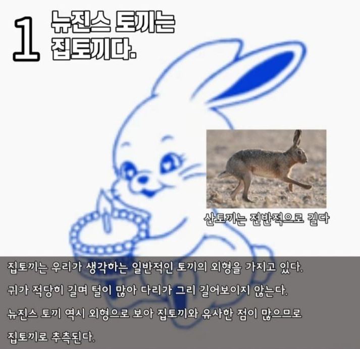 수의사 분석 토끼1