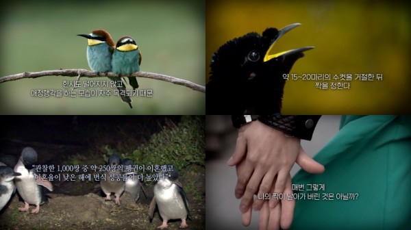 새들의 사랑, 배신과 헌신이 얽힌 연애 전략 이미지