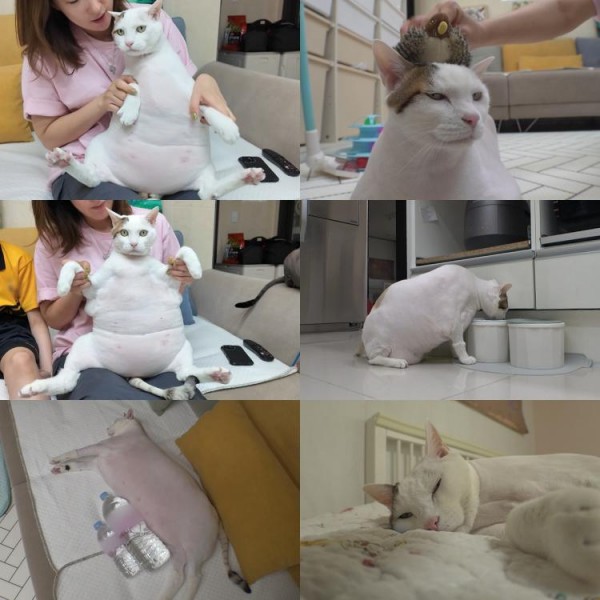 14kg 거대 뚱냥이 연두, 다이어트 무용지물 의문 이미지